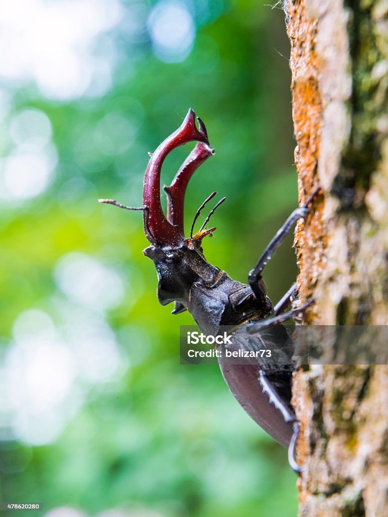 Stag beetle (Lucanus cervus) Giant European stag beetle (Lucanus cervus) on a tree 2015 Stock Photo