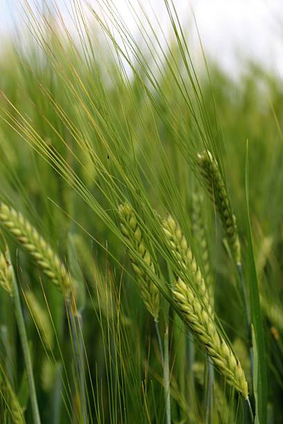 istock Green ripening wheat on a field. 478620360