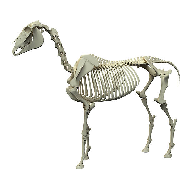 istock Horse Skeleton - Horse Equus Anatomy 478620456