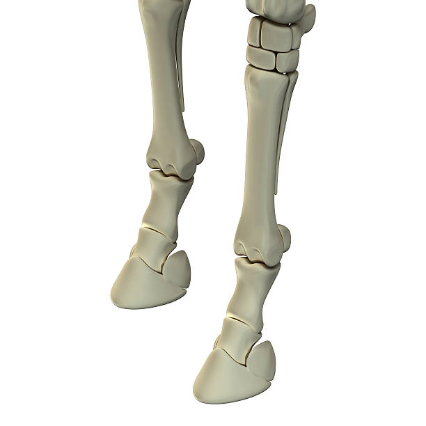 istock Horse Front Leg Bones - Horse Equus Anatomy 478620462
