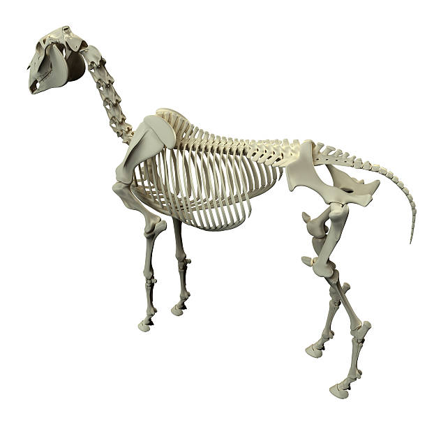 istock Horse Skeleton Back View - Horse Equus Anatomy 478620464