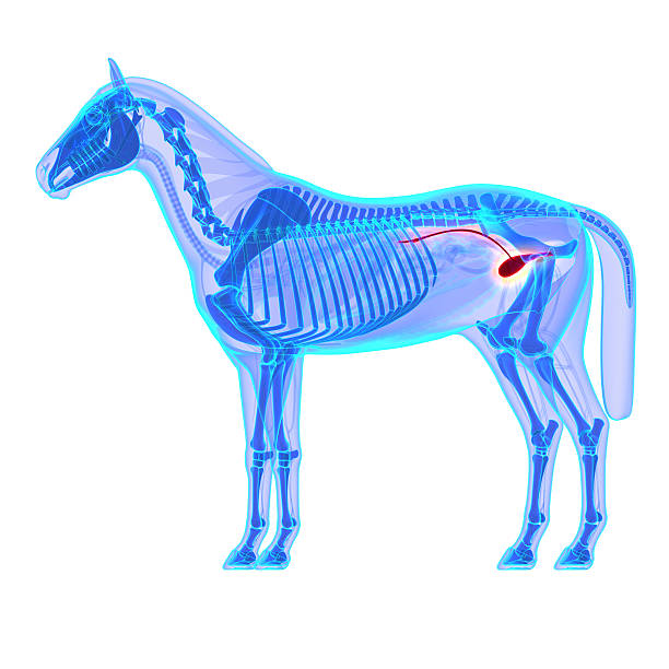 istock Horse Bladder Urethra - Horse Equus Anatomy 478620516