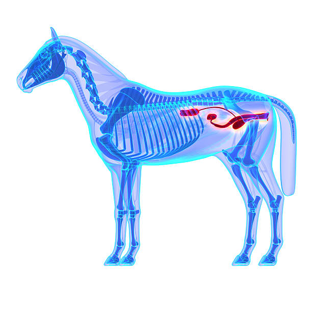 istock Horse Urinary System - Horse Equus Anatomy 478620574