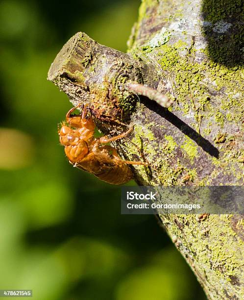 Cicedea Empty Shell Cicada Empty Shell Stock Photo - Download Image Now - Animal, Animal ...