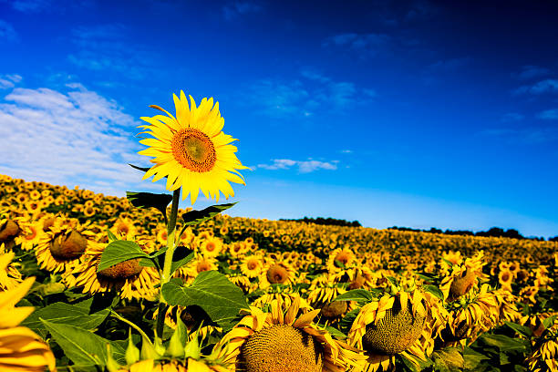 girasole in campo di girasoli - sunflower isolated single flower tall foto e immagini stock