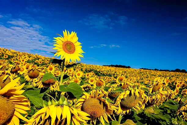 Isolated Sunflower in Field of Sunflowers