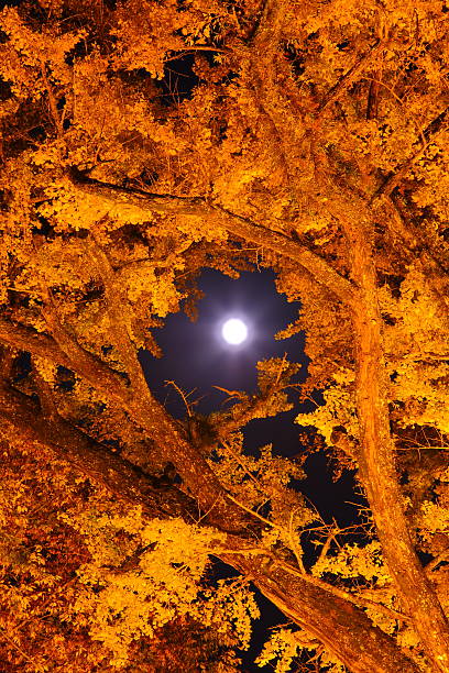 istock Ginkgo and the moon 478623692