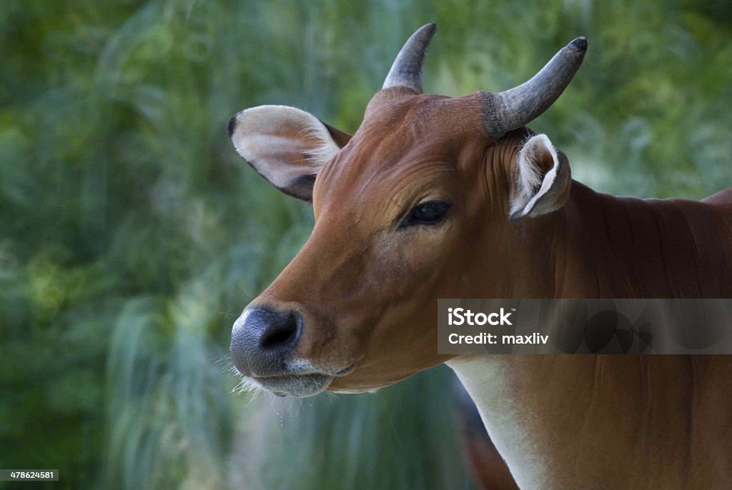 Bull Female Stock Photo - Download Image Now - Animal, Banteng, Cattle -  iStock
