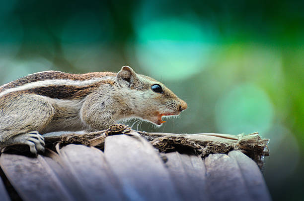 Close-up of a squirrel Close-up of a squirrel hiding eurasian red squirrel (sciurus vulgaris) stock pictures, royalty-free photos & images