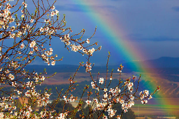 A flowering almond tree crowned by a rainbow