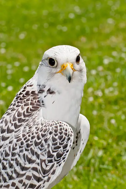 A close up of a North American Gyrfalcon.
