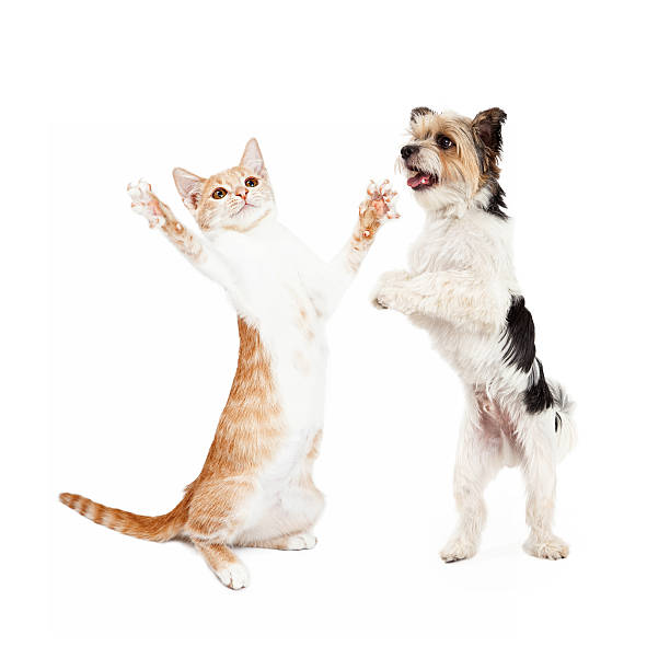 istock Kitten and Dog Dancing Together 478626810