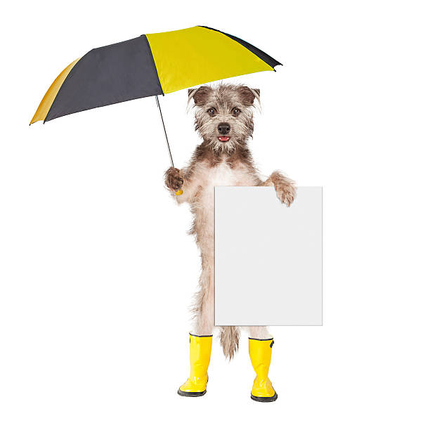 istock Dog With Rain Umbrella and Sign 478626834