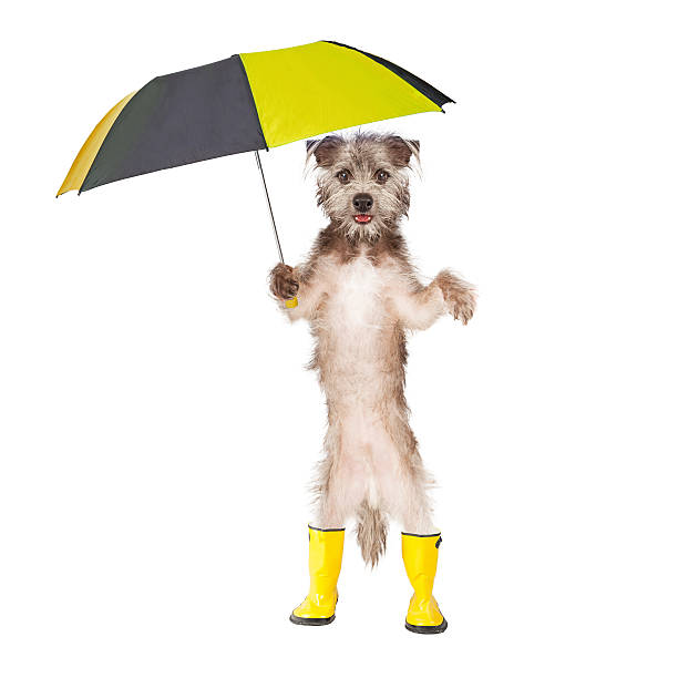 istock Dog Wearing Rain Boots Holding Umbrella 478626848