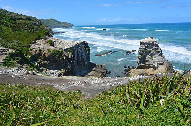 Muriwai gannet colony in Muriwai Regional Park, New Zealand