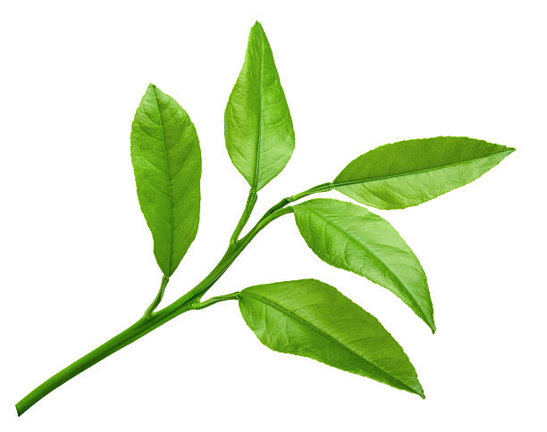 istock Citrus green leaves isolated on a white background 478626956