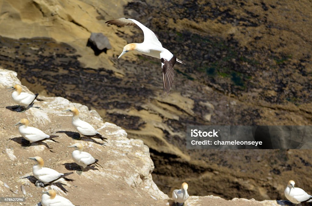 Muriwai gannet colony - New Zealand Gannet fly over Muriwai gannet colony in Muriwai Regional Park, New Zealand 2015 Stock Photo