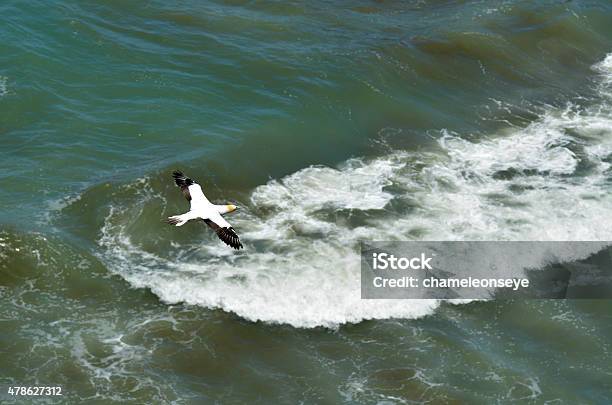 Muriwai Gannet Colony New Zealand Stock Photo - Download Image Now - 2015, Animal, Animal Wildlife