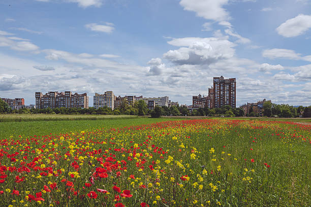 Poppy field with residential area behind on sunny day. Film colour immitation.