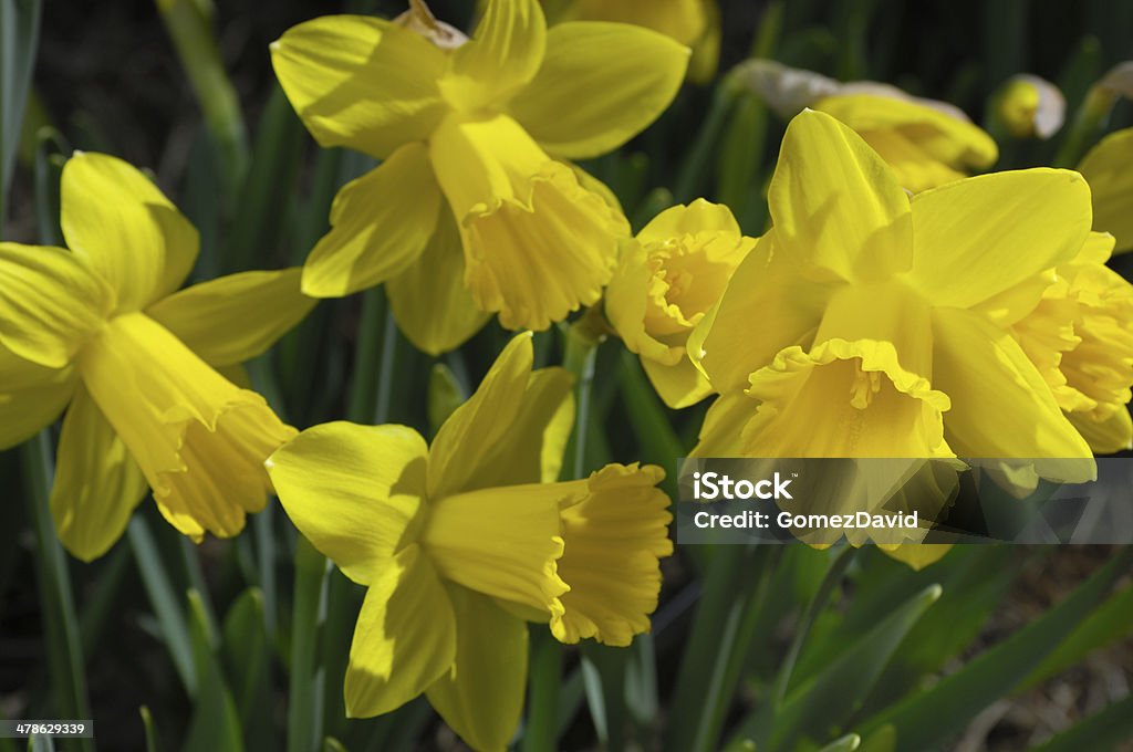 Close-up of Yellow Organic Daffodils Close-up of yellow organic daffodils growing in a nurserey field, along the central California Coast. Beauty In Nature Stock Photo