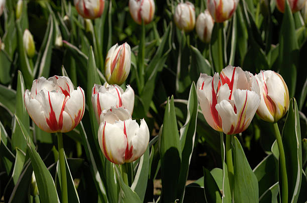 istock Close-up of White and Red Organic Tulips 478629687