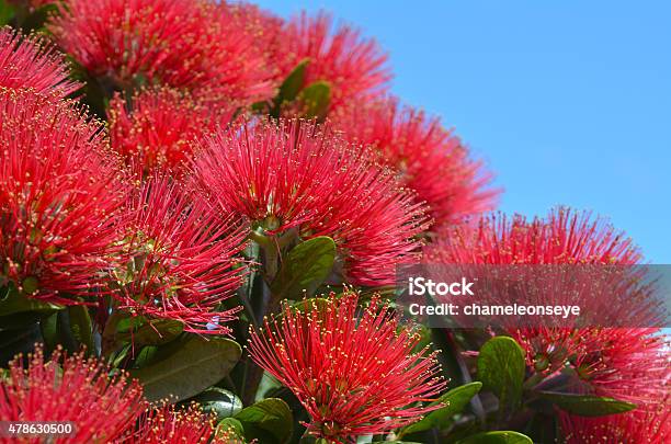Pohutukawa Red Flowers Stock Photo - Download Image Now - Pohutukawa Tree, New Zealand, Flower