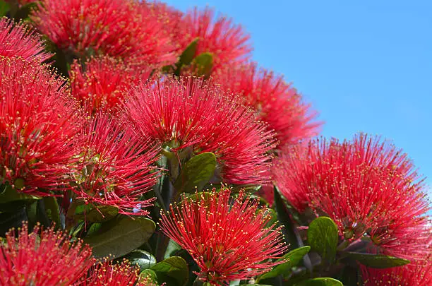 Photo of Pohutukawa red flowers