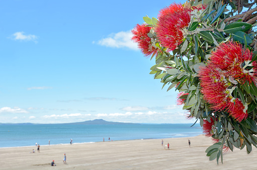 Pohutukawa red flowers blossom in the month of December in the North shore of Auckland, New Zealand. copy space