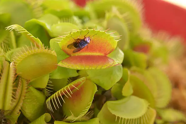Venus flytrap (Carnivorous plant), seconds before it eats a fly.