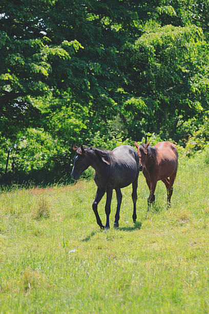 istock horse and field 478631147