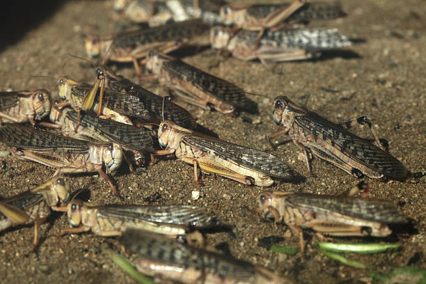 砂漠バッタ（schistocerca gregaria ）。 - locust ストックフォトと画像