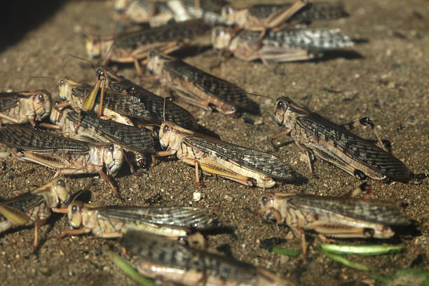 사막메뚜기 (schistocerca gregaria). - grasshopper 뉴스 사진 이미지