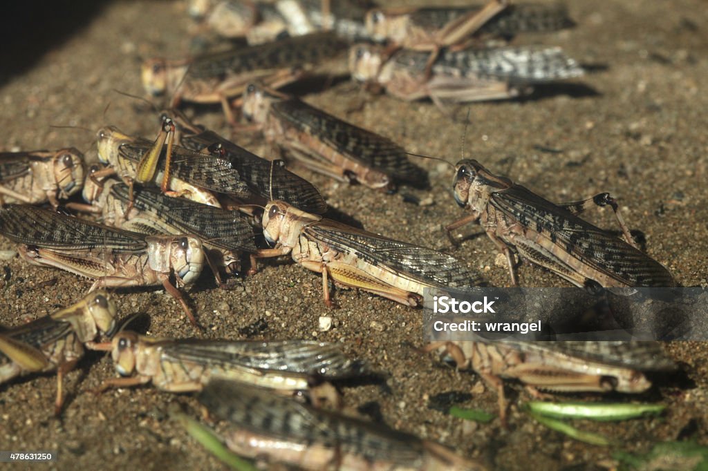 Desert locust (Schistocerca gregaria). Desert locust (Schistocerca gregaria). Wildlife animals. Locust Stock Photo