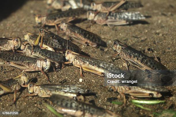 Desert Locust Stock Photo - Download Image Now - Locust, Epidemic, Grasshopper