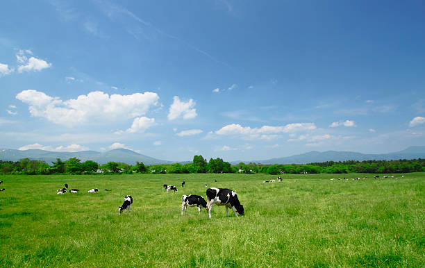 istock Cow and  blue  sky   in field 478631341