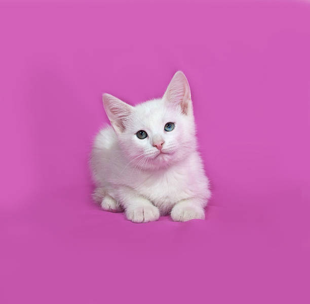 istock Fluffy white kitten lies on pink 478632178