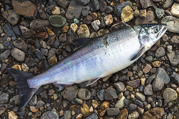 istock Siberian Salmon fish on the stones shore 478632348