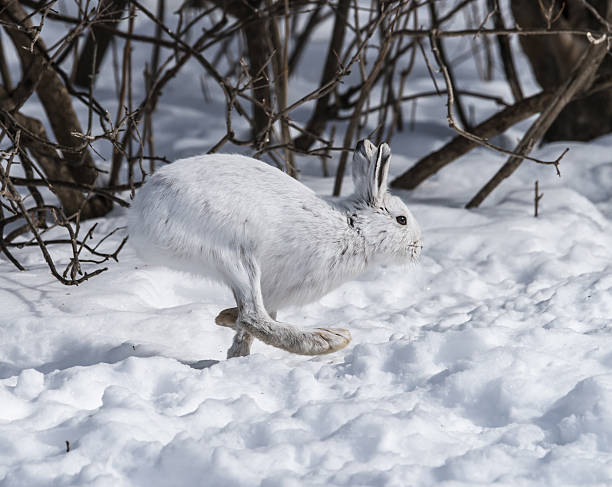 istock White Snowshoe Hare on snow 478633195