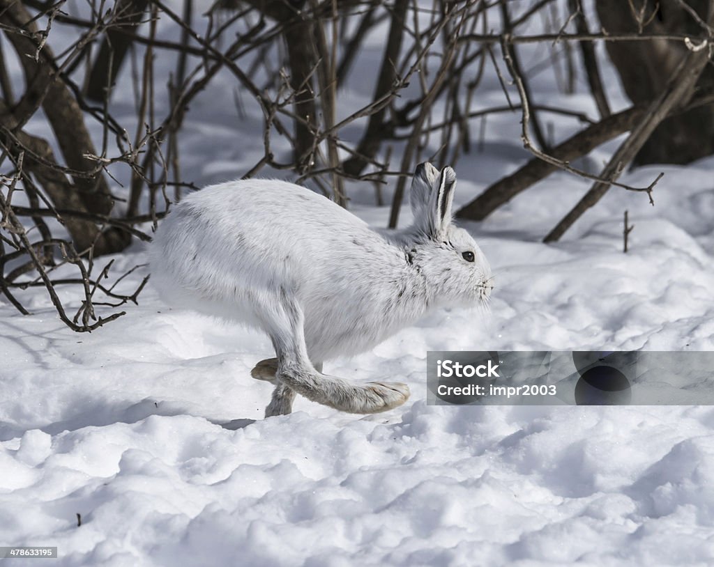 White Snowshoe Hare on snow White Snowshoe Hare  on snow in winter Snowshoe Hare Stock Photo