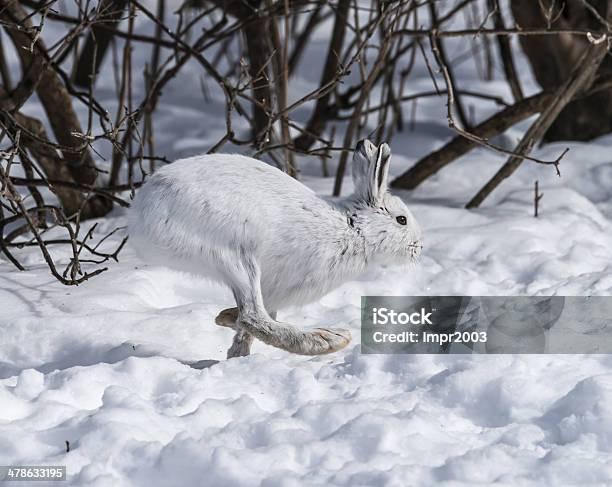 White Snowshoe Hare On Snow Stock Photo - Download Image Now - Snowshoe Hare, Animal Wildlife, Canada