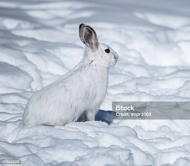 White Snowshoe Hare On Snow Stock Photo - Download Image Now - Hare, Snow, Animal Wildlife