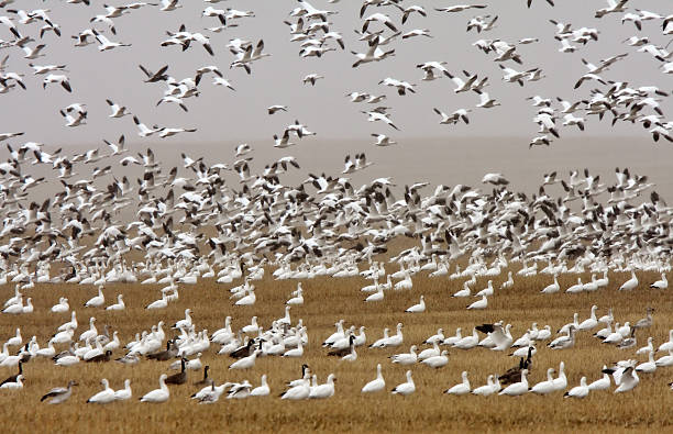 Snow and Canada geese during fall migration stock photo