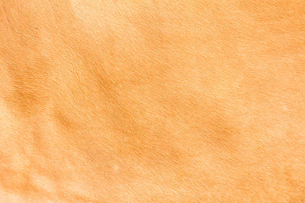 istock brown cow skin texture pattern background, asia thai agriculture 478634119
