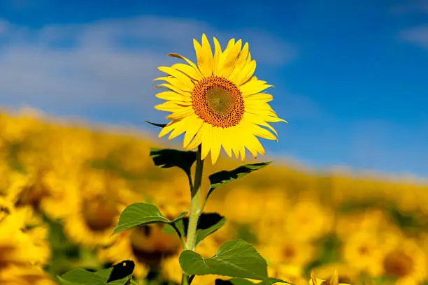 Isolated Sunflower in Field of Sunflowers