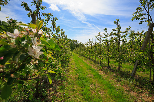 Fruit trees in an orchard in springFruit trees in an orchard in spring