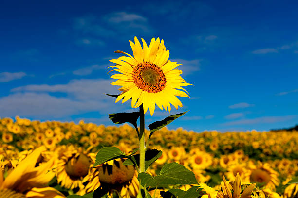 girasole in campo di girasoli - sunflower isolated single flower tall foto e immagini stock