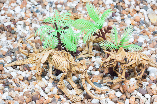 Dinosaur toy Skeleton Dinosaur toy Skeleton isolated on sand  coelurosauria stock pictures, royalty-free photos & images