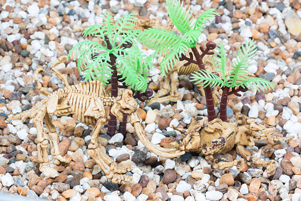 Dinosaur toy Skeleton Dinosaur toy Skeleton isolated on sand  coelurosauria stock pictures, royalty-free photos & images