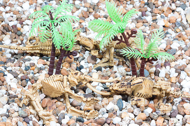 Dinosaur toy Skeleton Dinosaur toy Skeleton isolated on sand  coelurosauria stock pictures, royalty-free photos & images