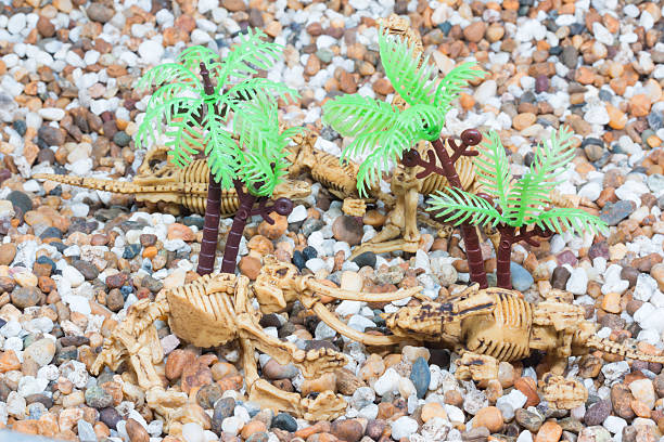 Dinosaur toy Skeleton Dinosaur toy Skeleton isolated on sand  coelurosauria stock pictures, royalty-free photos & images